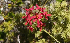 Epidendrum × obrienianum