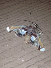 Eutelia pulcherrimus