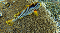 Plectorhinchus lineatus