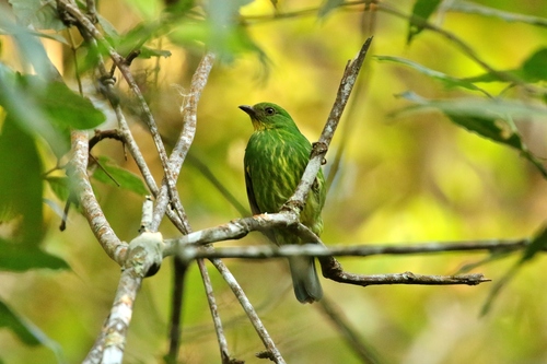 Pipreola aureopectus