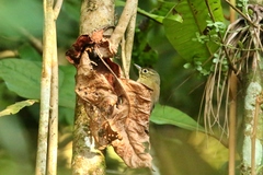 Anabacerthia striaticollis