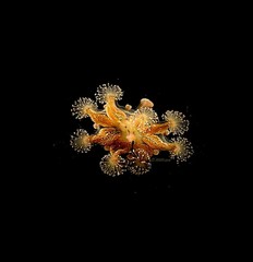 Haliclystus sanjuanensis