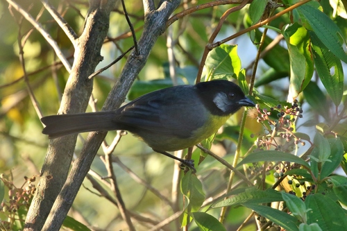 Atlapetes melanocephalus