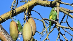 Brotogeris versicolurus