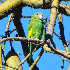 Brotogeris versicolurus