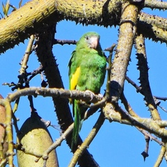 Brotogeris versicolurus