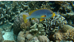 Plectorhinchus lineatus