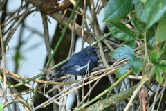 Diglossa albilatera
