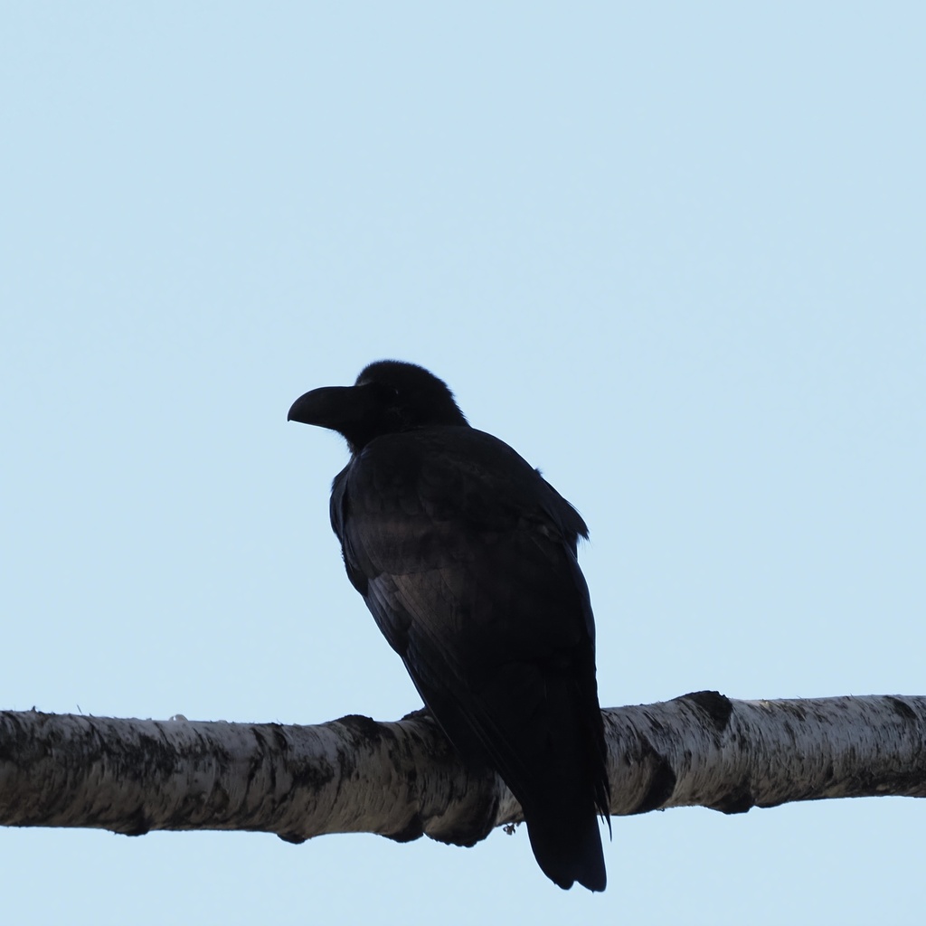 Large-billed Crow From 平岸霊園, 札幌市豊平区, 北海道, Jp On October 15, 2023 At 09: 