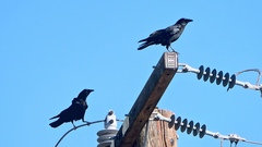 Corvus brachyrhynchos