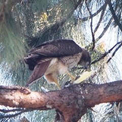 Buteo jamaicensis