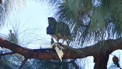 Buteo jamaicensis