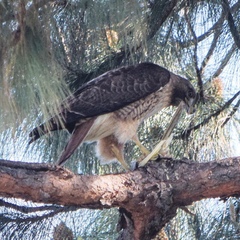 Buteo jamaicensis