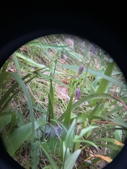 Fritillaria affinis affinis