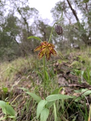 Fritillaria affinis affinis