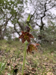 Fritillaria affinis affinis