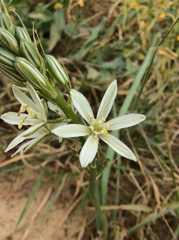 Ornithogalum narbonense