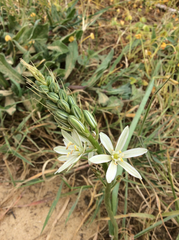 Ornithogalum narbonense