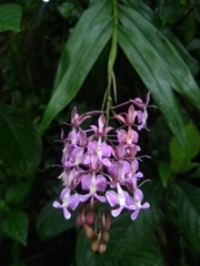 Epidendrum nanegalense