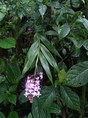 Epidendrum nanegalense