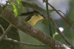 Ornithion semiflavum