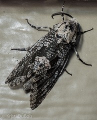 Prionoxystus robiniae