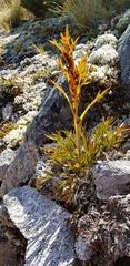 Aciphylla hookeri