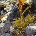 Aciphylla hookeri - Photo (c) Cheryl,  זכויות יוצרים חלקיות (CC BY-NC), הועלה על ידי Cheryl