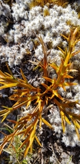 Aciphylla hookeri