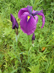 Iris ensata