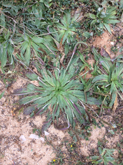 Plantago serraria