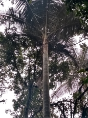 Ceroxylon echinulatum