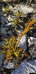 Aciphylla hookeri
