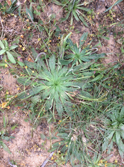 Plantago serraria