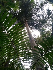 Ceroxylon echinulatum