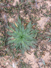 Plantago serraria