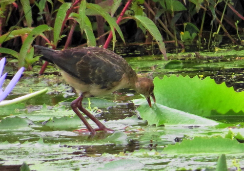 Allen's Gallinule
