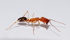 Odontomachus insularis