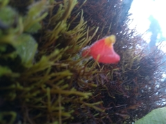 Pachycaulos nummularia