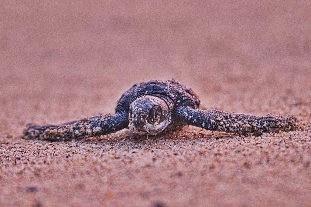 Leatherback hatchling crawling across sand toward the sea