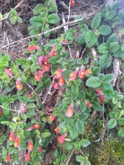 Pachycaulos nummularia