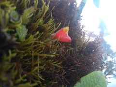 Pachycaulos nummularia