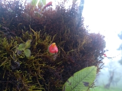 Pachycaulos nummularia