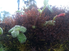 Pachycaulos nummularia