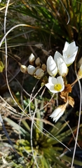 Gentianella impressinervia