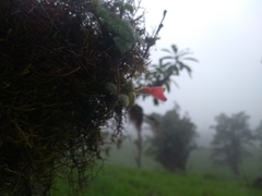 Pachycaulos nummularia