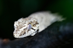 Rhacodactylus auriculatus