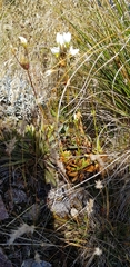 Gentianella impressinervia