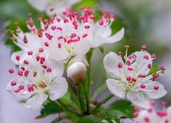 Crataegus marshallii