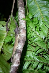 Correlophus sarasinorum